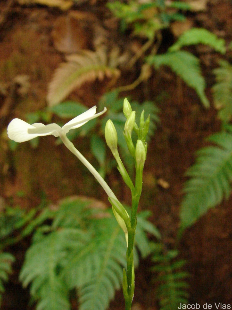 Pseuderanthemum latifolium (Vahl) B.Hansen